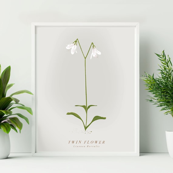 Unframed Twin Flower Print. Scottish Wildflower. Linnaea Borealis. Scottish Flower Print. Cairngorms Print. White Flower Art.