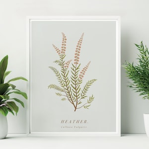Framed Heather Print. Heather Botanical Print. British Wildflower Illustration. Heather Art. Heather Botanical Illustration.