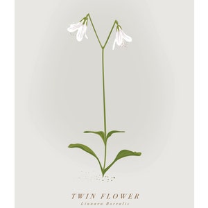 Unframed Twin Flower Print. Scottish Wildflower Print. Linnaea Borealis Print. Scottish Flower Print. Cairngorms Print.