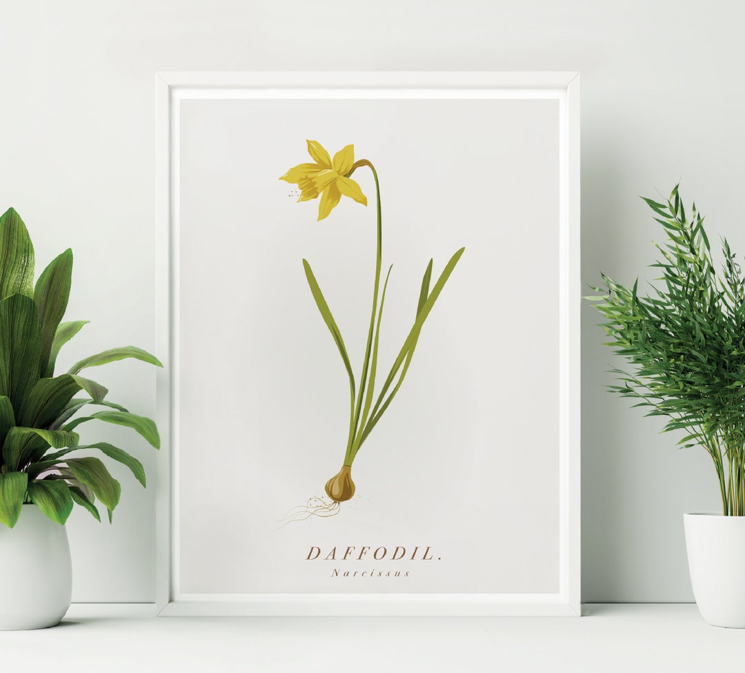 Unframed Daffodil Print. Daffodil Botanical Print. Yellow Flower Print ...
