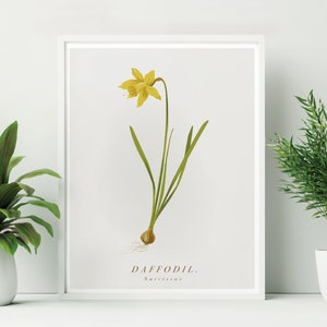 Unframed Daffodil Print. Daffodil Botanical Print. Yellow Flower Print, Spring Flower Print. Valentine wall art.  Easter flower wall decor.