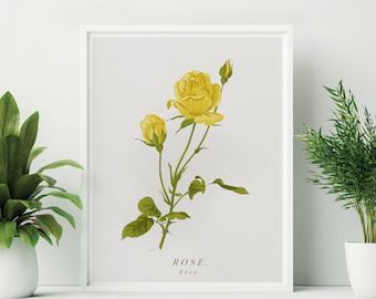 Framed Yellow Rose Print. Yellow Rose Botanical Print. Spring Flower Print. Yellow Flower Print. Easter Yellow Rose Print