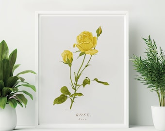 Framed Yellow Rose Print. Yellow Rose Botanical Print. Spring Flower Print. Yellow Flower Print. Yellow Rose Art. Rose Wall Art.
