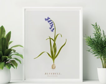 Ingelijste Bluebell-print. Bluebell botanische print. Britse wilde bloemenprint. Blauwe bloemenprint. Pasen Bluebell afdrukken