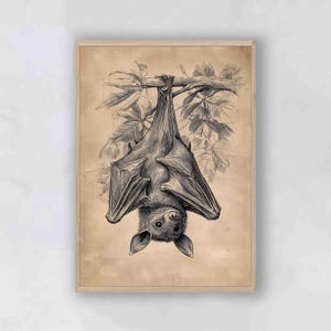 Vintage Bat Print: Natural History Museum Art, 19th Century Zoology Poster, Rustic Farmhouse