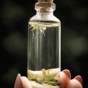 Sealed Micro Aquatic World | Living Moss Bottle | Mini Ecosystem | Tiny Glass Terrarium | Nature-Inspired Gift