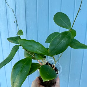 May include: A potted Hoya plant with large, oval, green leaves. The plant is in a clear plastic pot, held against a light blue wooden background. The plant has long, thin stems extending upwards.
