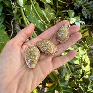 Thrush Cowrie Trio (3) Collector Quality Seashells