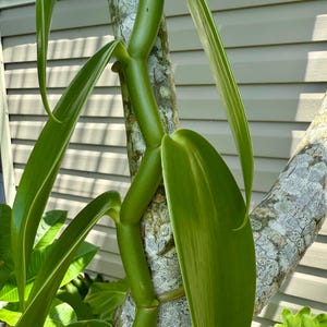 Rare Vanilla Pompona Cutting