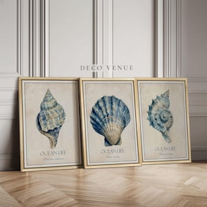 Coastal Seashell Wall Art Framed Set of 3 Blue & Beige Vintage Sea Shell 3 Piece Wall Art Beach House Blue Seashell Wall Art Prints Nautical