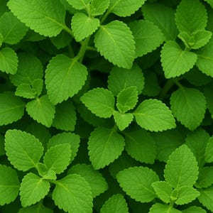 2 Rooted Mexican Mint Plants | Live Indian Borage for Indoor/Outdoor