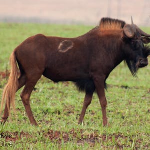 Black Wildebeest in the wild