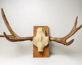 Vintage Moose Antlers on Wooden Mount – Nordic Rustic Wall Decor | Finnish Hunting Trophy