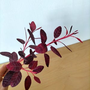 May include: A sprig of burgundy-colored leaves with a reddish-pink stem. The leaves have a textured appearance and are arranged in an alternating pattern along the stem. The background is a light wood surface and a white wall.