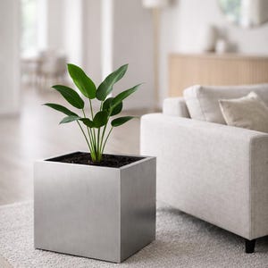 Peut inclure: Un pot de fleurs carré moderne en métal brossé, rempli de terre et d'une plante verte à feuilles. Le pot est posé sur un tapis gris clair dans un salon bien éclairé. La plante a plusieurs longues feuilles vertes.