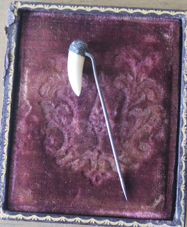 May include: A white tooth pin with a silver top, displayed in a velvet-lined box.
