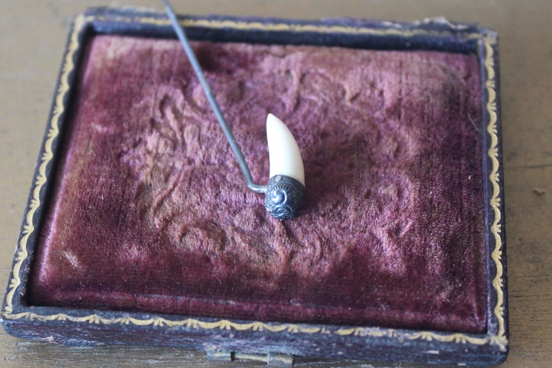 May include: A white tooth-shaped pin with a silver filigree setting, displayed in a velvet-lined box.