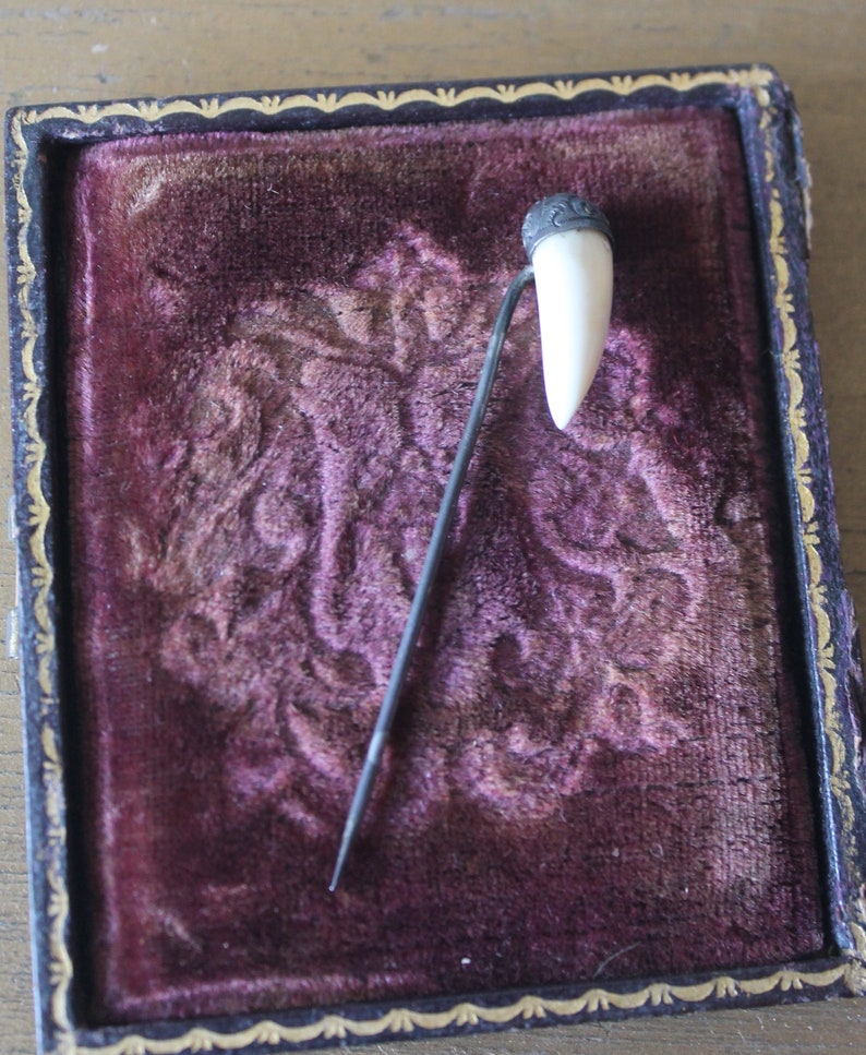 May include: A small, white tooth mounted on a silver pin, displayed in a velvet-lined box.