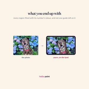 May include: A digital graphic showing a photo of a brown dog in blue hydrangeas next to a paint-by-number version on an iPad. Text reads: what you end up with, every region filled with its number's colour, and not one guide left on it, hello paint.