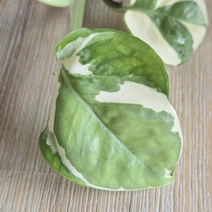 May include: Close-up of a green and white variegated pothos leaf. The leaf has a prominent central vein and a smooth texture. The background is a light brown wooden surface. The plant stem is visible.
