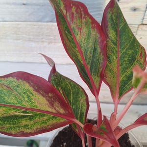 May include: A close-up of a potted Aglaonema plant. The leaves are a mix of red, green, and yellow, with a pink stem. The plant is in a clear plastic pot filled with soil. The plant's leaves have a striking pattern.