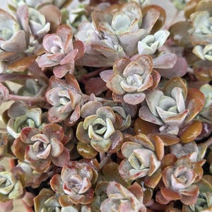 May include: A cluster of succulent plants featuring small, rounded, fleshy leaves in shades of dusty sage green, muted copper, and brownish-red. The leaves are arranged in tight, rosette-like formations, creating a dense, layered texture throughout.