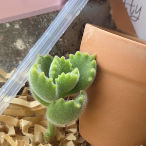 May include: A small, green succulent plant with fuzzy leaves and a terracotta pot. The plant is surrounded by brown paper shreds, with a clear plastic pipette and a pink box in the background. The succulent has a unique, textured appearance.