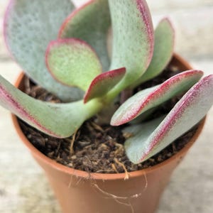 May include: A Crassula succulent plant in a small brown pot. The plant has rounded, pale green leaves with red edges. The pot is filled with soil. The leaves have a slightly waxy appearance. The plant is a popular houseplant.