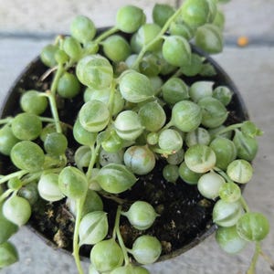 Senecio Rowleyanus Variegata - Etsy UK
