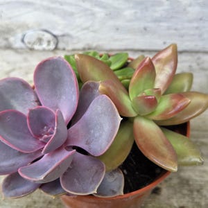 May include: A potted succulent arrangement featuring a large, dusty purple rosette-shaped plant alongside a smaller, pointed succulent with gradient leaves transitioning from light green at the centre to reddish-brown at the tips, all in a small orange pot.