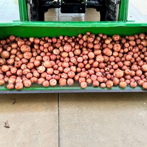 Step by Step Simple 2 Page Guide to Planting Red Pontiac Seed Potatoes
