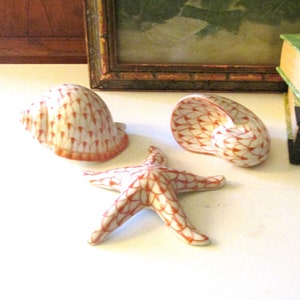 42 Seashell Collection Display Ideas