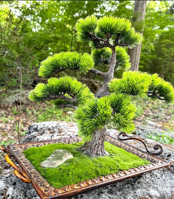bonsai selber ziehen set Bonsai-Anzuchtset Ginkgo – Glücksbaum Starter-Set für Anfänger – Wurzelbox main image 1