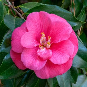 8 Fresh Camellia unrooted cuttings (5-6 inches)
