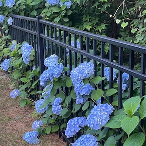 8 Fresh Blue Hydrangea Unrooted Cuttings – Exceptionally Large Flower Heads