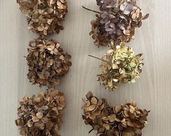 Small Head Dried Beige Limelight Hydrangeas Stemless – Natural Preserved Hydrangea Flowers for Crafts & Wedding Decor