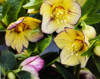 One mixed Color Helleborus Plant | Lenten Rose Perennial | Pink White Yellow Blooms | Shade Garden Flower | Early Spring Bloomer