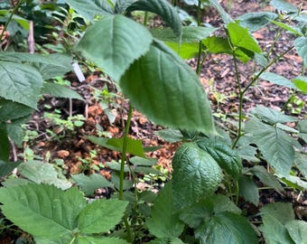 May include: Close-up of a green plant with large, textured leaves. The leaves have serrated edges and are a vibrant green color. The plant is growing in a natural outdoor setting, with other plants and foliage visible in the background.