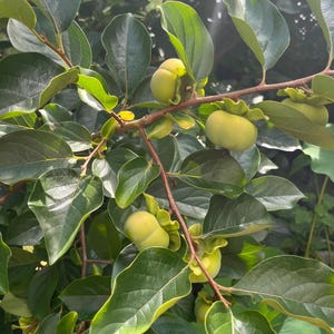 8 Fresh Fuyu persimmon Unrooted cuttings (5-6 inches) - No Roots