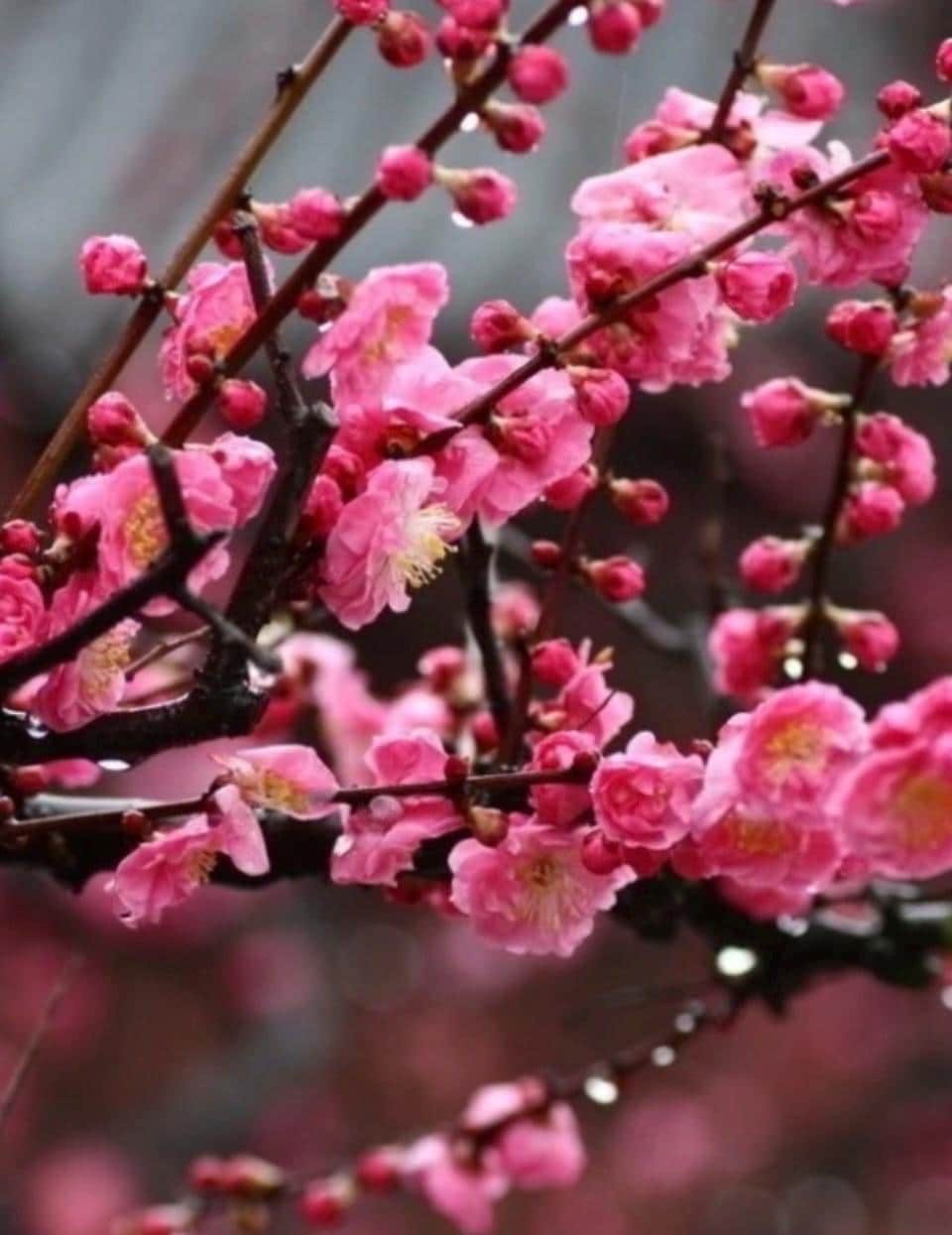 3 Fresh Plum Blossom 红梅 Unrooted Cuttings (5-6 Inches) for Propagation ...