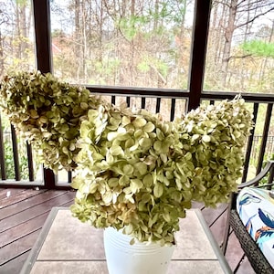 Five Dried Limelight hydrangeas