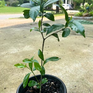 One Gardenia Live Plant | Double White Flowers | 9–11" Tall | Ships Without Pot plus one free unrooted cutting