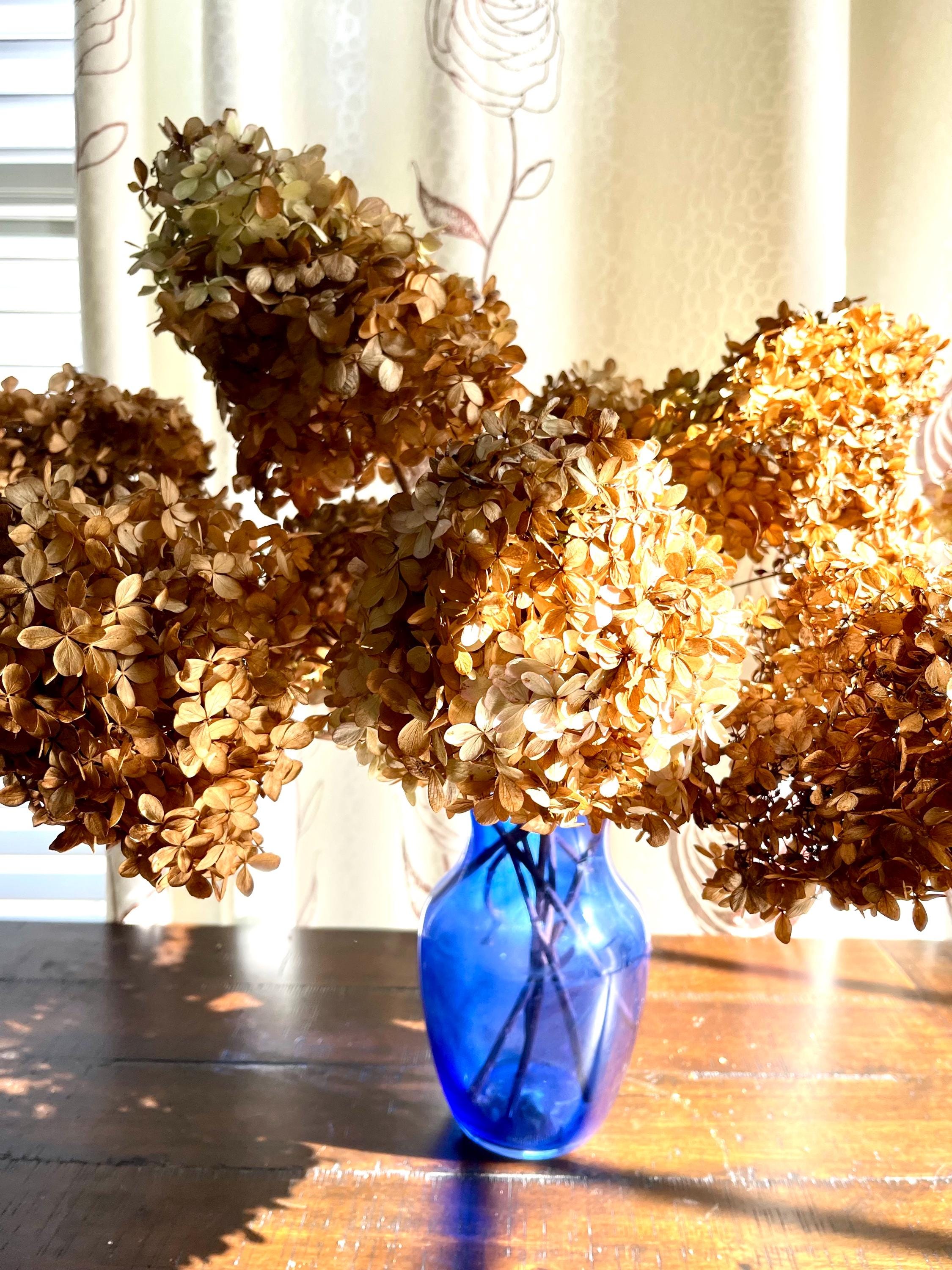 Five Dried Beige & Green Limelight Hydrangeas With Long Stems - Etsy