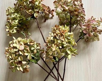 Natural Dried hydrangeas -Set of six small size
