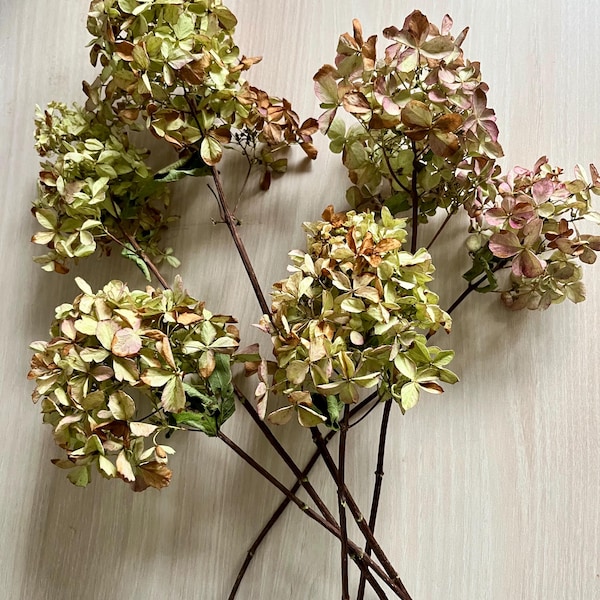 Natural Dried hydrangeas -Set of six small size