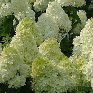 May include: Close-up of a cluster of white hydrangea flowers with a touch of green. The flowers are densely packed, creating a full, textured appearance. The image showcases the natural beauty of the blooms.
