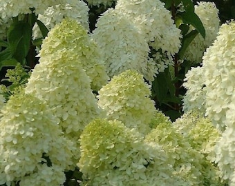 10 Limelight Hydrangeas cuttings to root, 5 to 6 inches - No Roots, no flowers