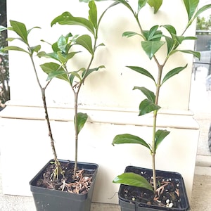 Gardenia Live Plant | Double White Flowers | 9–11" Tall | Ships Without Pot