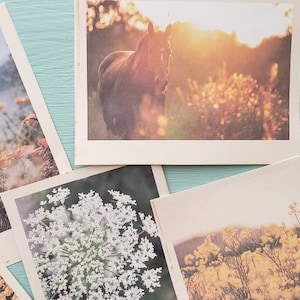 May include: A collection of vintage photographs featuring various scenes, including a horse in a field, a body of water, and a close-up of flowers.