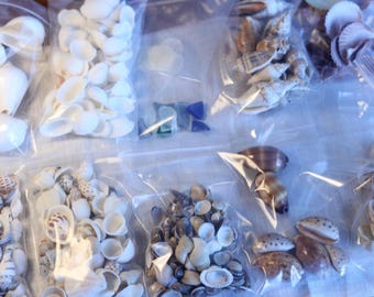 Seashells Cornucopia - 2.2 lbs